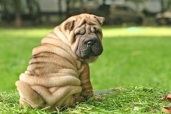 Un cachorro de Shar pei.