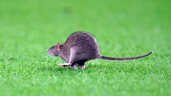 Empresas de Sanidad Ambiental advierten