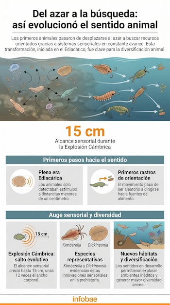 Infografía que explica la evolución del sentido animal. Muestra ilustraciones de criaturas marinas prehistóricas, movimientos y el crecimiento del alcance sensorial de 1 a 15 cm.