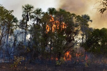 A fire burns a tract of the Amazon jungle in Agua Boa, Mato Grosso state, Brazil September 4, 2019. REUTERS/Lucas Landau