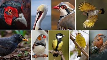 23/10/2026 Algunas de las especies de aves revisadas en el estudio. Todas ellas presentan ornamentos
Coloreados con pigmentos carotenoides. Imagen perteneciente a los autores.
SOCIEDAD
MNCN-CSIC