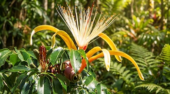 Flor amarilla con pétalos largos curvados y muchos estambres blancos con puntas anaranjadas entre hojas verdes. Fondo de follaje tropical borroso.