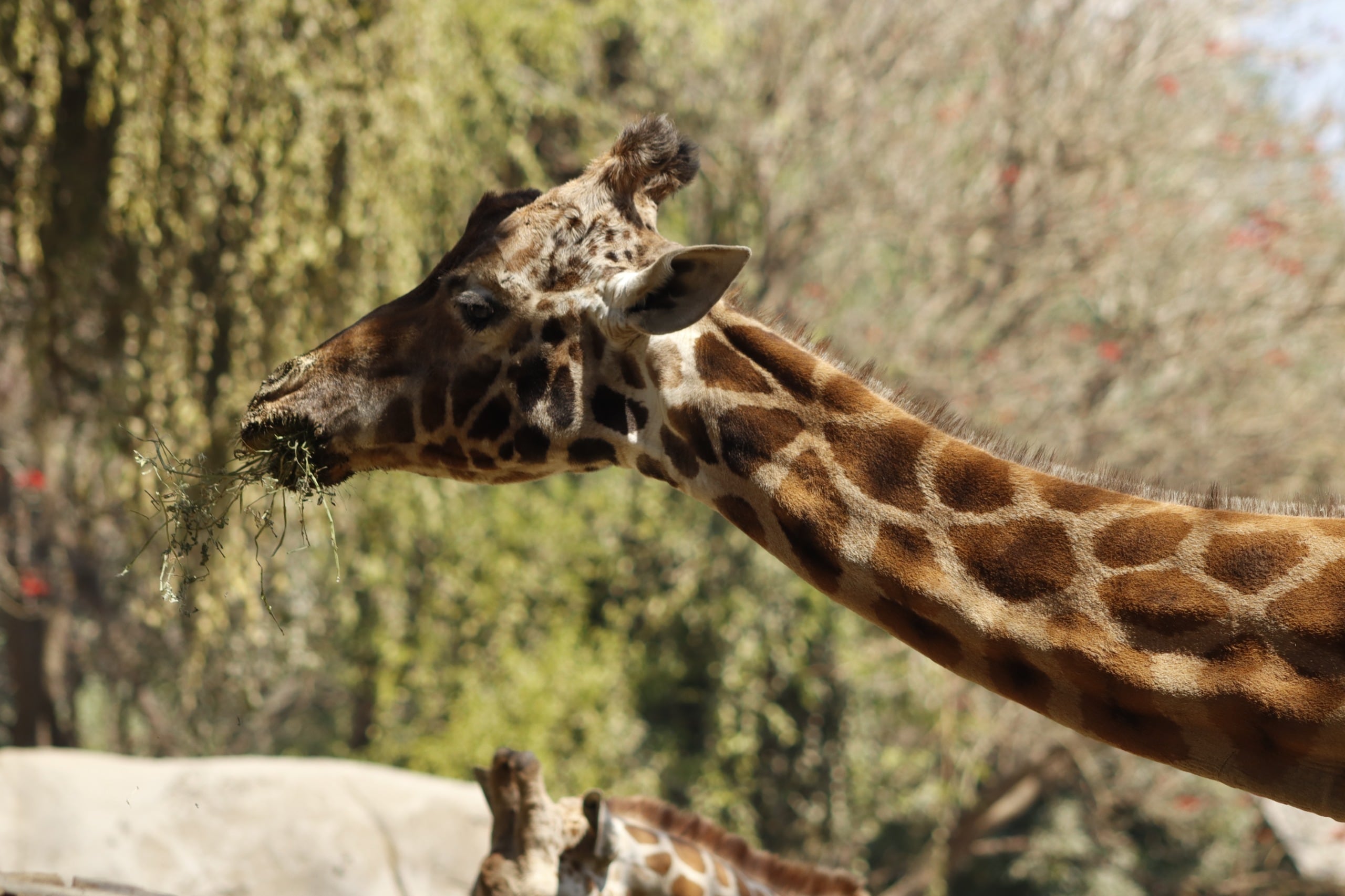 Fortunata era una de las jirafas más longevas del Centro de Conservación de Vida Silvestre Chapultepec (@SEDEMA_CDMX)