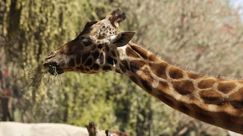 Murió una de las jirafas más longevas del mundo, se encontraba en el Zoológico de Chapultepec