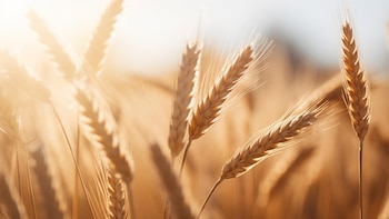 Pan, ciencia y fermento: el