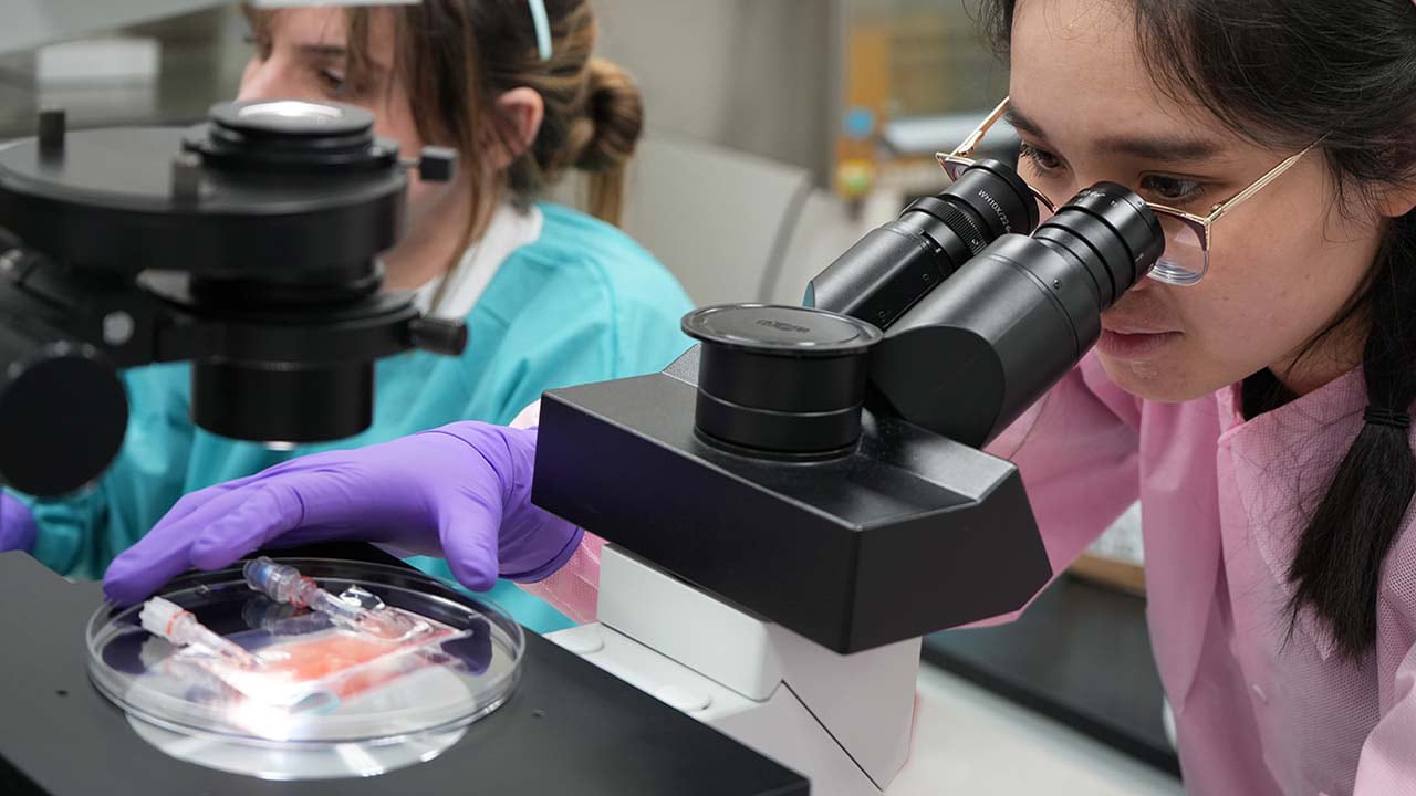 Experimentos de laboratorio mostraron que células madre humanas también responden a la señal juvenil del factor plaquetario 4 (Pexel)