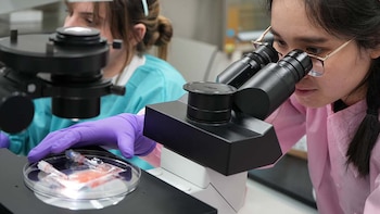 Experimentos de laboratorio mostraron que