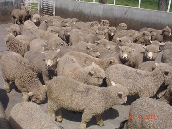 El Gran Pánico de Ovejas