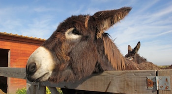 Día Mundial del Burro – burro – Perú – noticias – 8 mayo