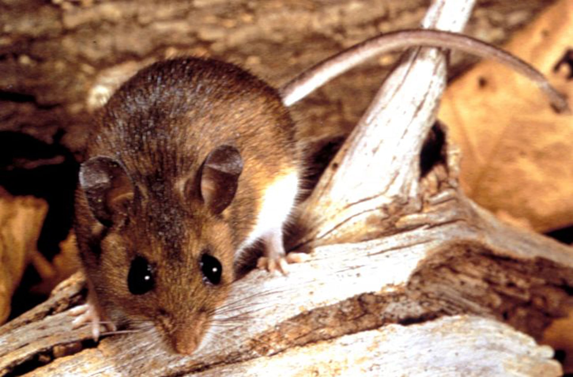 El boletín muestra que la circulación del hantavirus sigue concentrada en áreas patagónicas con dinámicas estacionales vinculadas a los roedores