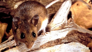 Aumentaron los casos de hantavirus: