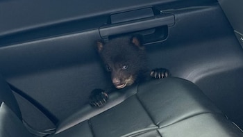 Un cachorro de oso de pelaje oscuro y ojos azules claros asoma por encima de un asiento de vehículo gris oscuro, con las patas agarrando el asiento