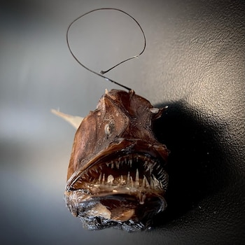 Primer plano de un pez rape abisal, Bufoceratias, oscuro con boca abierta y dientes afilados. Un filamento largo sale de su cabeza. Fondo oscuro