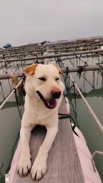Tras años como guardián en