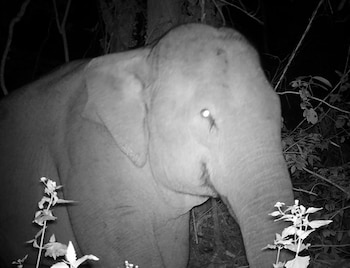Plano medio en escala de grises de un elefante indio entre plantas silvestres en un entorno nocturno