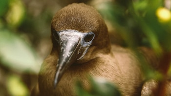 Kiwis en Nueva Zelanda