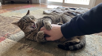 Un gato atigrado boca arriba sobre una alfombra multicolor, con la boca abierta y los dientes visibles, agarra una mano humana con sus patas.
