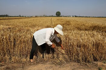 A farmer. REUTERS/Tingshu Wang/File Photo