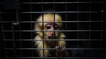 Ministerio de Medio Ambiente salvadoreño