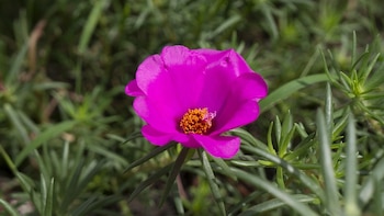 La flor que crece en el balcón sin regarla y no se quema por el sol ni en verano