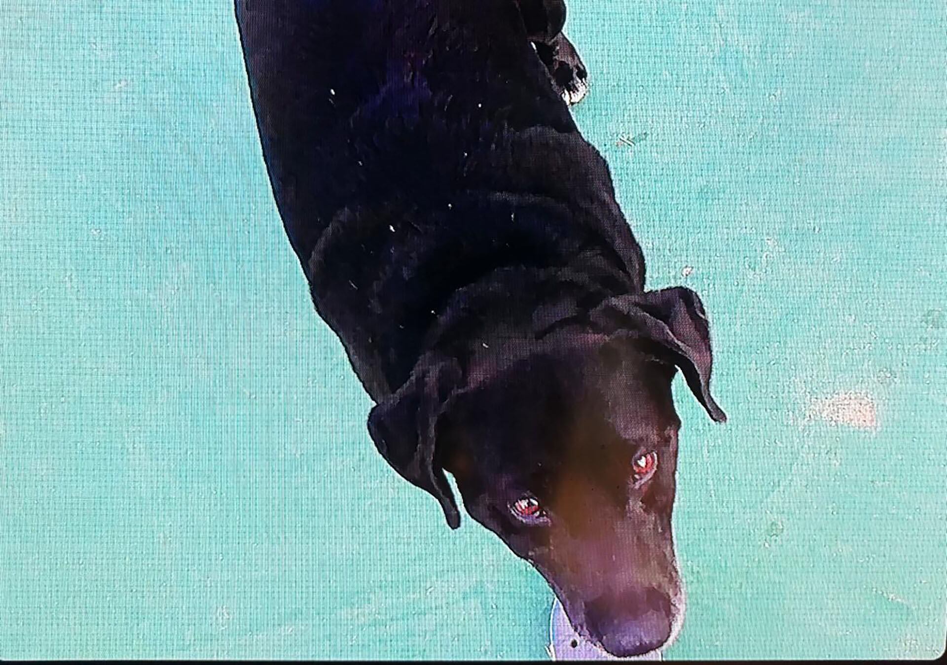 Fernando y sus amigos se encariñaron con un perro callejero color negro, que los seguía a todos lados