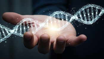 Descubren un gen que controla