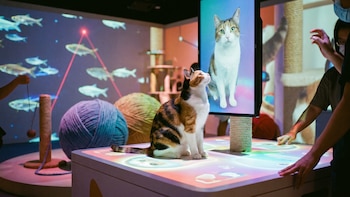 Museo del Gato llega en agosto a CDMX: experiencia inmersiva, coffee bar y más para los amantes de los michis