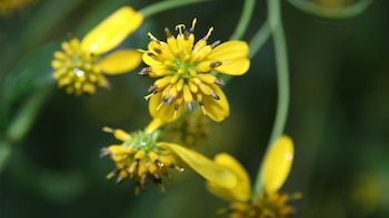 Esta es la planta que