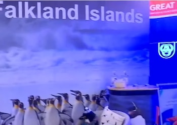El stand de las Islas Malvinas en el pabellón británico de la Expo Prado de Uruguay (Captura Canal 12)