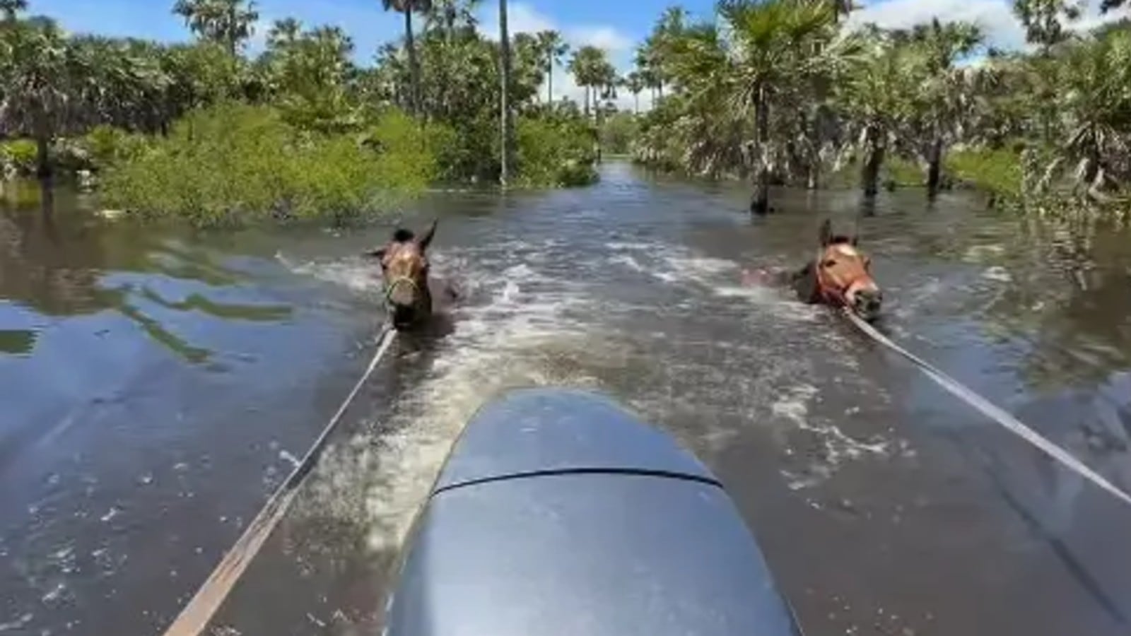 Un impactante operativo se llevó a cabo en Chaco para rescatar animales de las inundaciones por El Niño