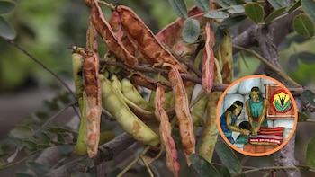 Los incas utilizaban diversas plantas