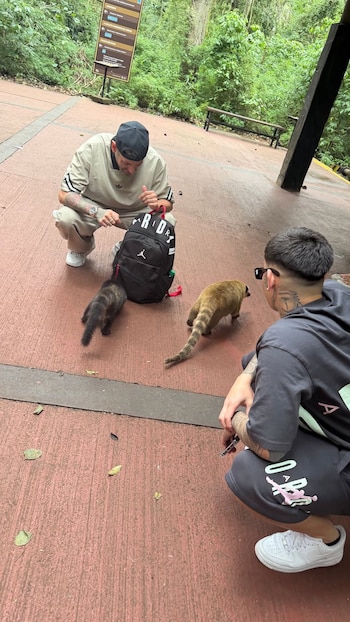 Dos hombres en cuclillas en un camino rojizo con dos coatíes, uno cerca de una mochila negra. Detrás hay vegetación densa y un cartel informativo