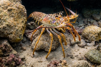 La langosta espinosa del Caribe (Panulirus argus) es la principal especie comercializada en Panamá. Tomada de Instagram-Smithsonian