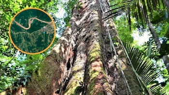 Los dos árboles más altos