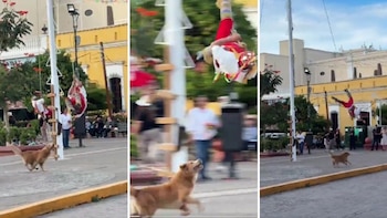 Perrito interrumpe danza ritual al