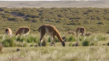 Guanacos en un campo