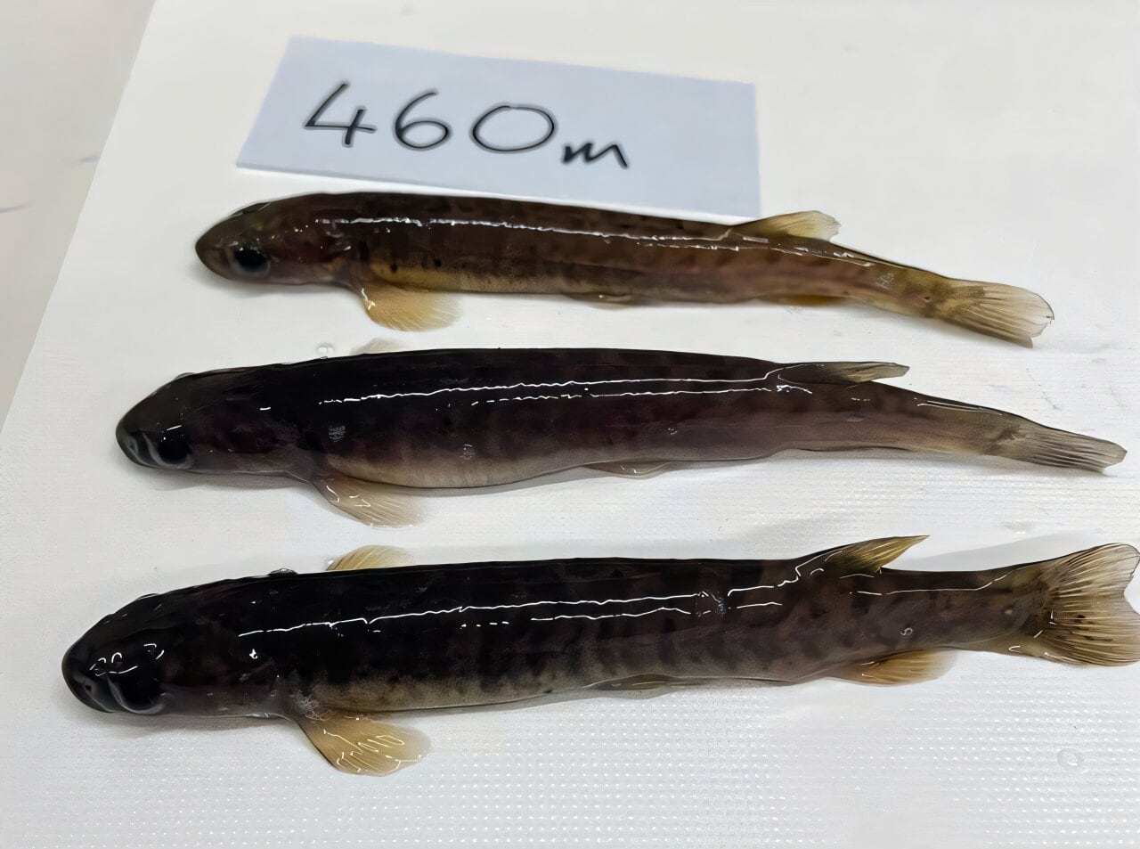 Entre los peces hallados en Nueva Zelanda aparecieron bullies nativos y galáxidos pequeños que podrían pertenecer al grupo de los kōaro o a una forma cercana (Universidad de Otago)