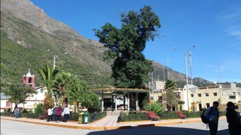 El cedro de Huancapi: la