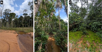 Tres fotografías etiquetadas con A, B y C que muestran terrenos con agua, vegetación tropical, palmeras y plantas flotantes en una selva