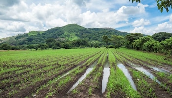 La Asociación Nacional de Trabajadores Agropecuarios y el Ministerio de Agricultura acuerdan anticipar las siembras de invierno ante el riesgo de sequía para el ciclo agrícola 2026-2027. (Cortesía: Presidencia de la República de El Salvador)