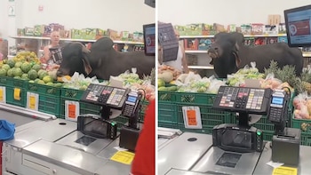 Video| Un toro cebú ingresó a una tienda D1, comió frutas y verduras, y se fue sin pagar: “Cosas random que pasan en Colombia”