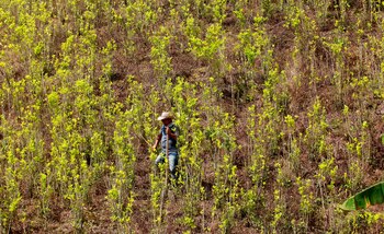Fotografía de un campesino que camina por un cultivo de coca, mientras se realiza un acto de sustitución voluntaria de cultivos ilícitos en la vereda Pueblo Nuevo del municipio de Briceño (Colombia). EFE/LEONARDO MUÑOZ/Archivo