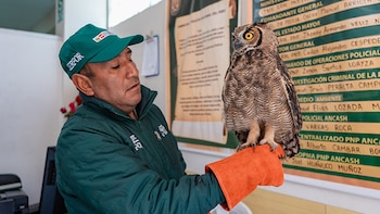 El SERFOR rescata estas especies