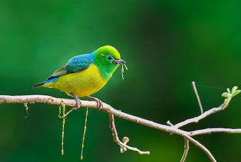 Un tangará bonito macho de