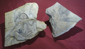 La diferencia entre un fósil