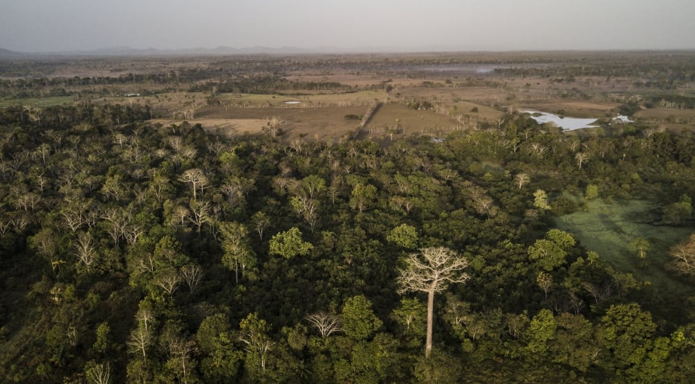 Donde antes predominaba la ganadería y luego cultivos de café junto con áreas de bosque, se registró el desplazamiento de diversas especies silvestres. (Ambiente)