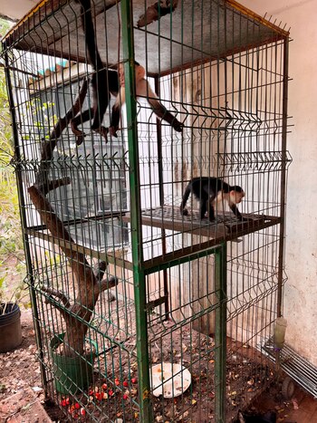 La Profepa determinó que los