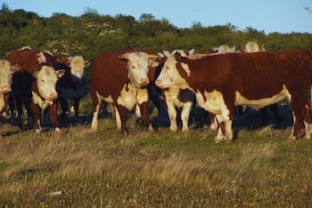 Entre sus beneficios se encuentran una mayor fijación de carbono, la conservación de la biodiversidad y una mejor capacidad de respuesta frente a períodos de sequía.