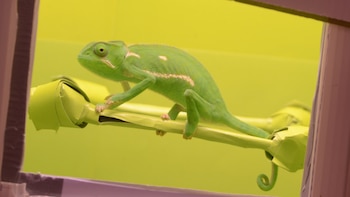 ¿Los camaleones pueden adoptar cualquier color? Un estudio halló límites claros sobre esta creencia