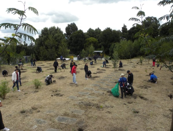 Se realizan labores de revegetalización, poda y conservación del lindero para mejorar la cobertura vegetal. - crédito CAR Cundinamarca
